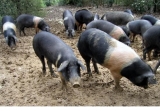 "Cinta Senese" swine